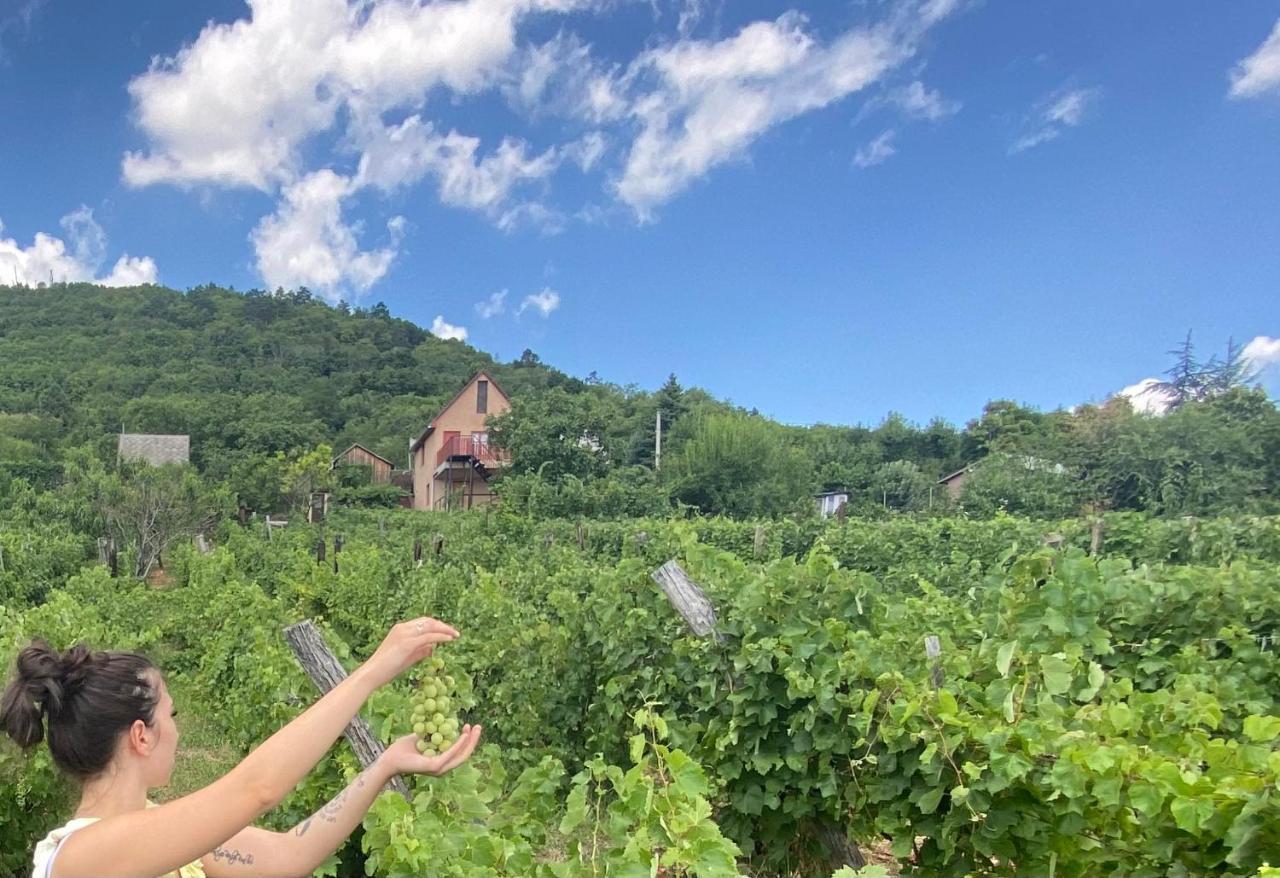Fehér Szőlő Vendégház Satoraljaujhely Exterior foto